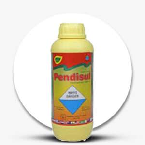 Pendisul